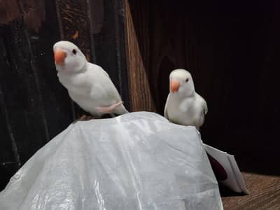 Albino Parrot pair