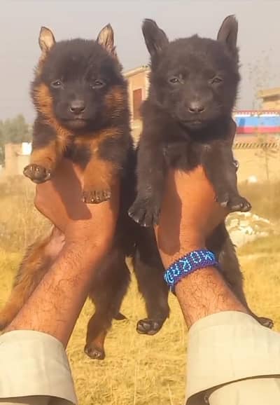 Black German shepherd | Puppy | GSD | Dog for sale | Long coat