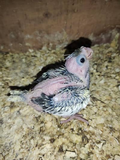 cocktail chick