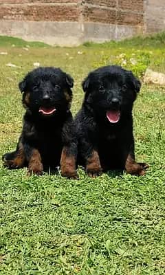 German shepherd puppies for sale / puppy / GSD pup / german sheph