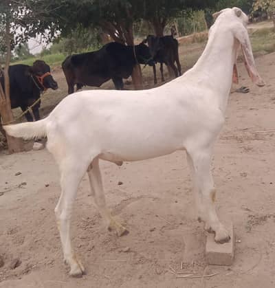 rajn puri bkra