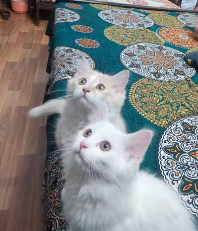 Two Persian kittens for sale