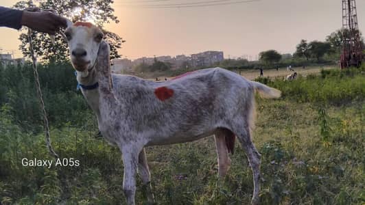 Bakri Goat for urgent sale