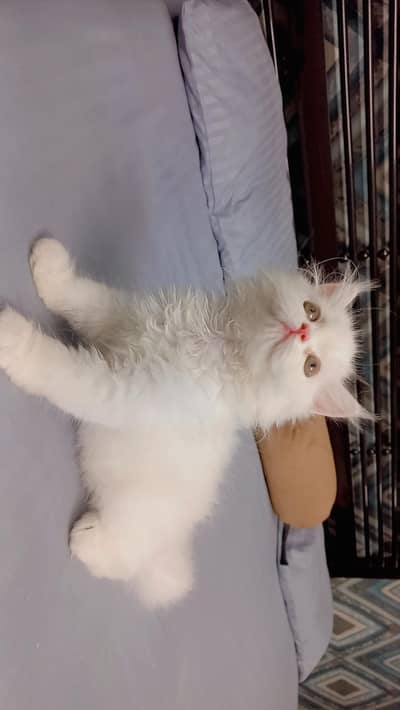 Persian Kittens