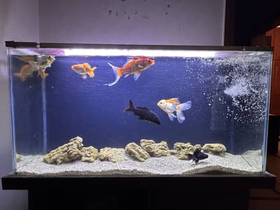 Aquarium Complete Setup | 3ft x 1ft | 6 mm Glass