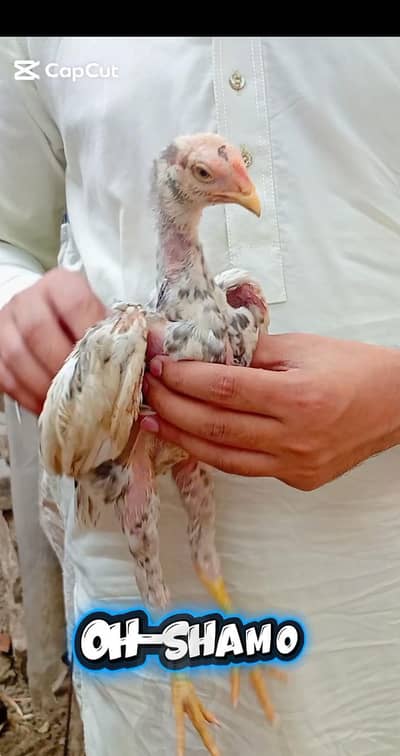 German Oh-Shamo chick available