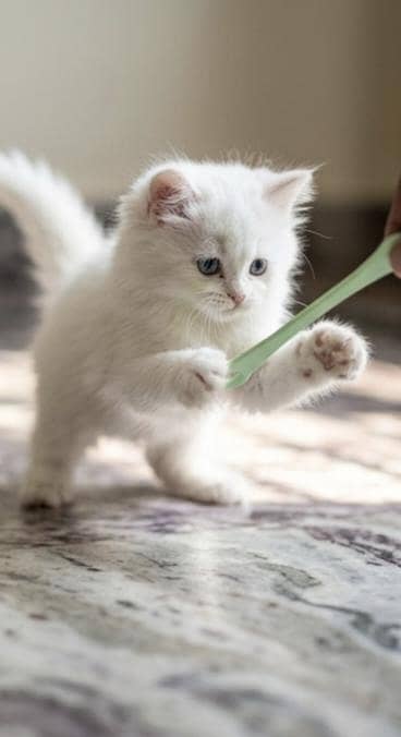 Pure Persian triple coated Blue Eyes
