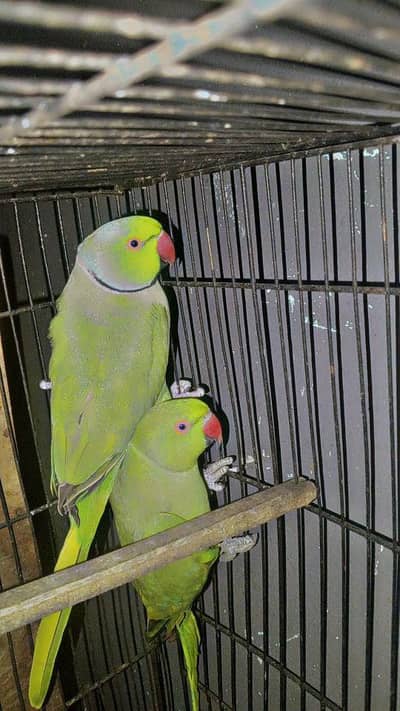 full healthy and active parrot guarantee k sath cage aseel k bachy be