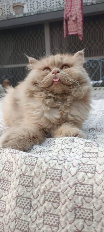 Persian cat