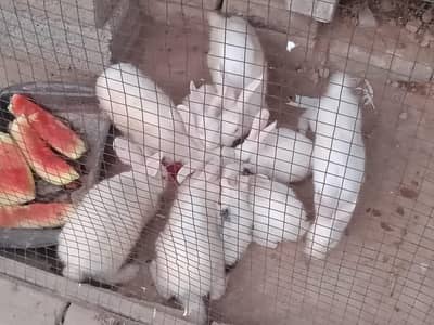 new Zealand  rabbits