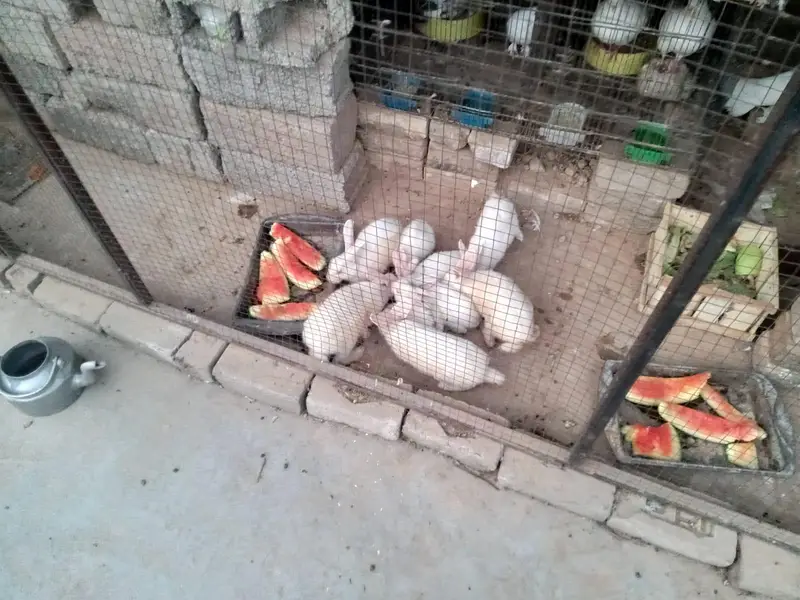 new Zealand  rabbits — photo 2
