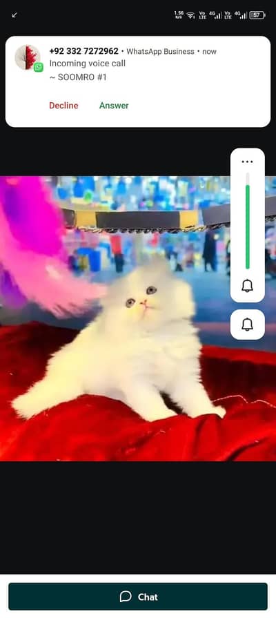 Persian cat for sale my WhatsApp number  03703659905