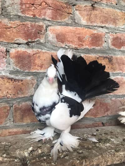 fantail male