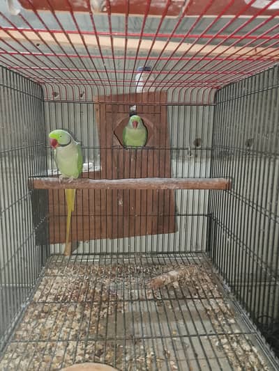 pahari n ringnack breeders pairs