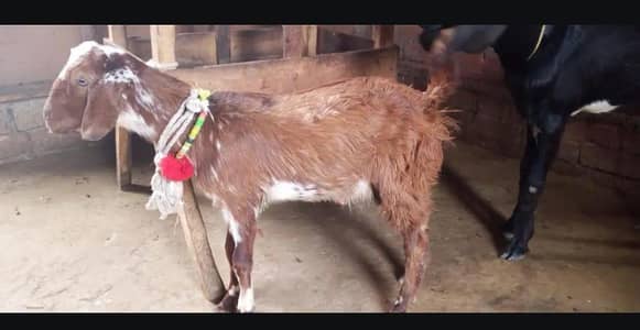 male bakra for sale desi