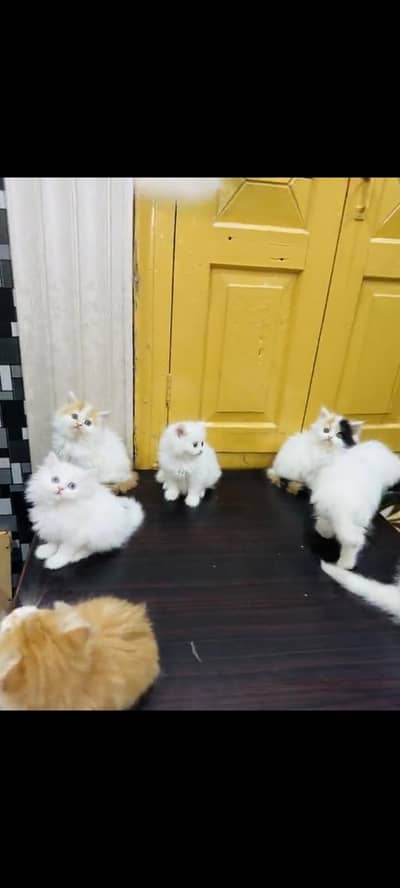 persian cat for sale MywatsapppNumber0348-55-58-176