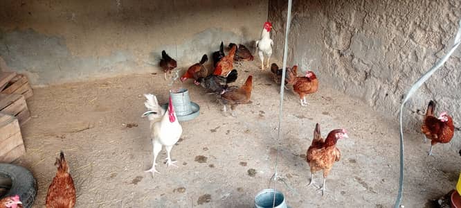 Andy wali Murghiyan | Aseel Murgha | Desi Murgha | hens | hen