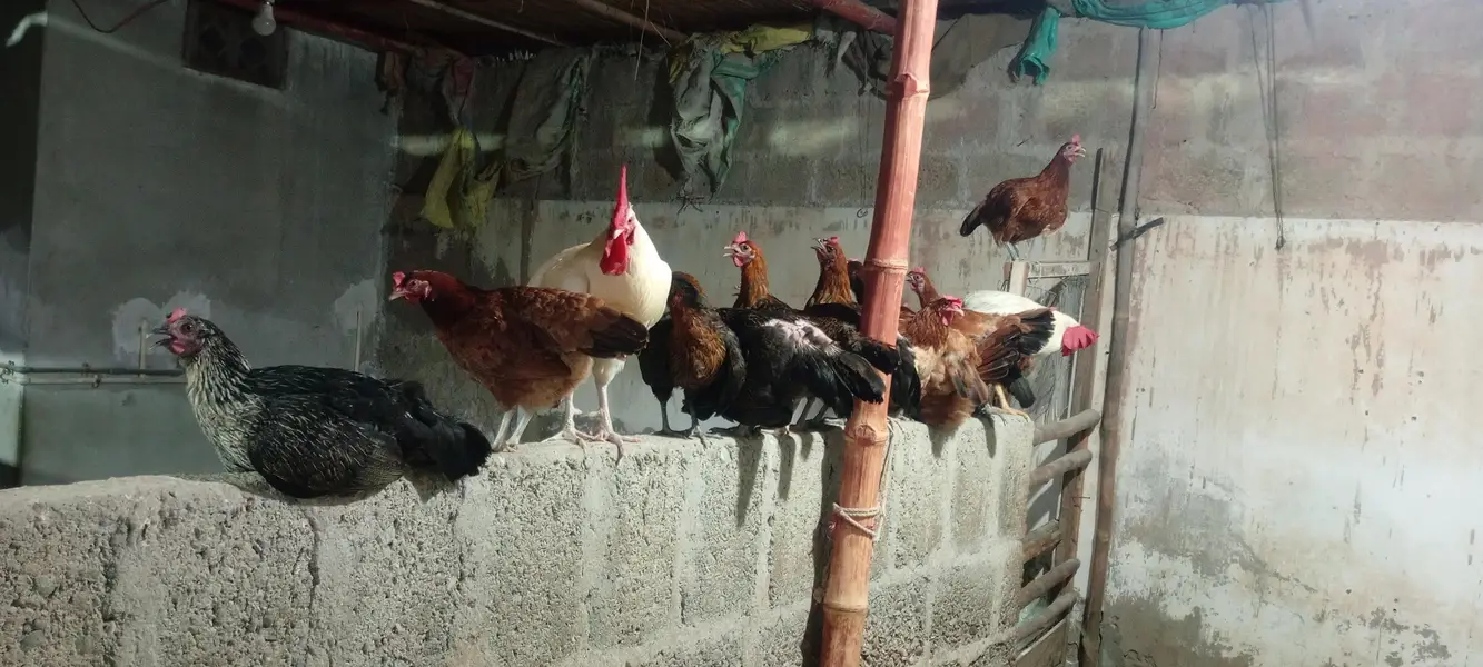 Andy wali Murghiyan | Aseel Murgha | Desi Murgha | hens | hen — photo 2