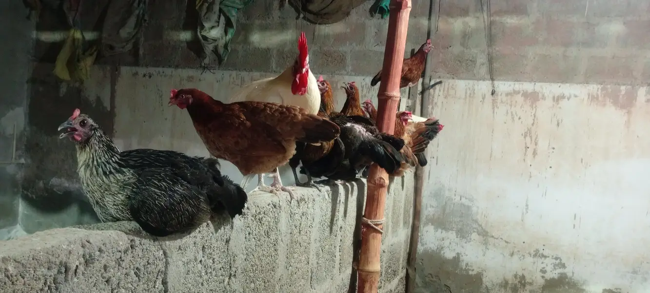 Andy wali Murghiyan | Aseel Murgha | Desi Murgha | hens | hen — photo 3