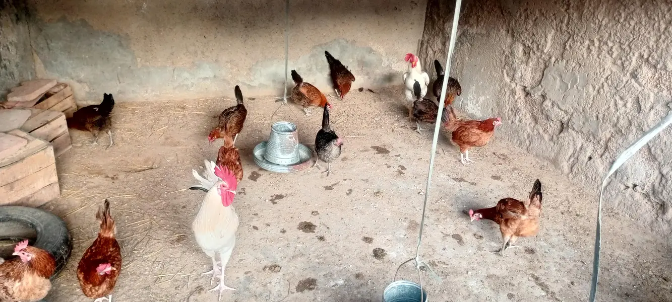 Andy wali Murghiyan | Aseel Murgha | Desi Murgha | hens | hen — photo 5