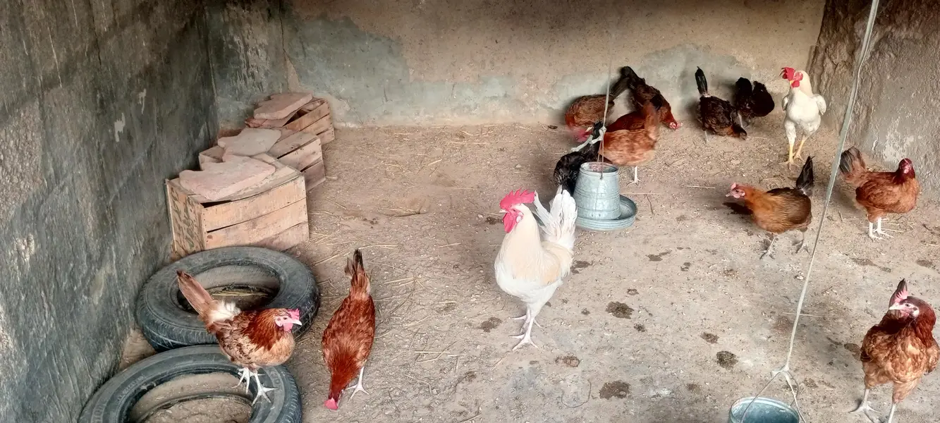 Andy wali Murghiyan | Aseel Murgha | Desi Murgha | hens | hen — photo 6