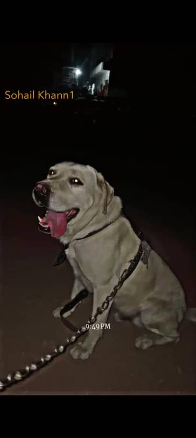 labra
