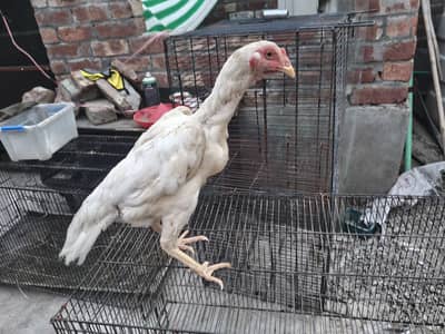 shamo king o shamo female for sale