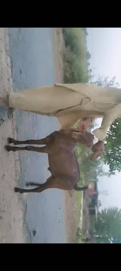 piuer dasi  nagra bakra