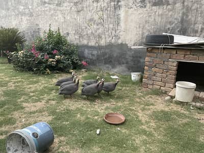 Guinea fowl for sale