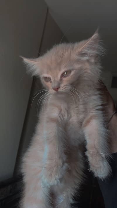 Persian kitten