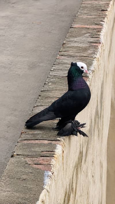 Black Mukhi