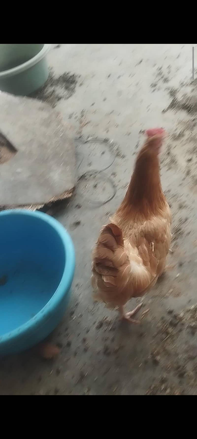 Golden buff 0
