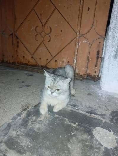 Persian cat for sale