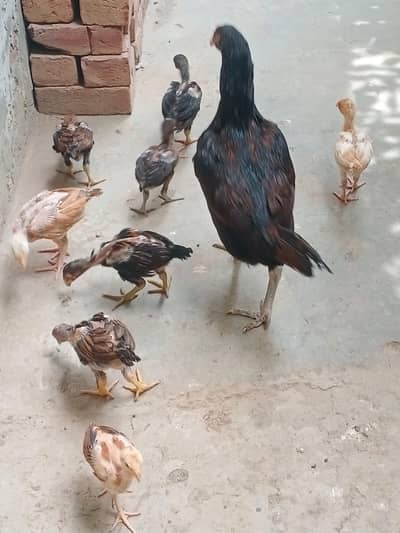 Burmi Thai cros chick total 8