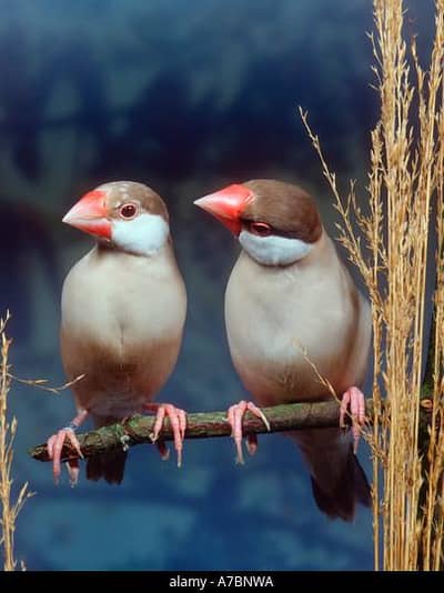 Fawn Jawa Finch opal jawa Finch