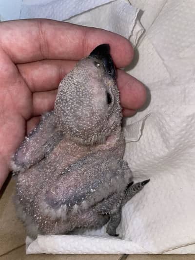 African Grey Baby