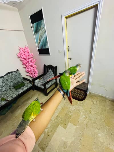 redfactor conure hand tam. chiks