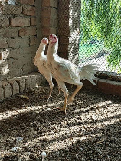 Aseel Pair