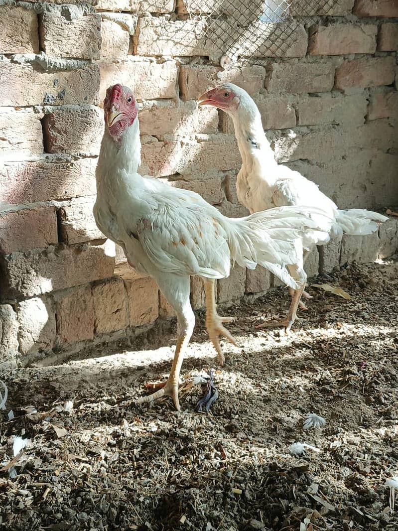 Aseel Pair 1