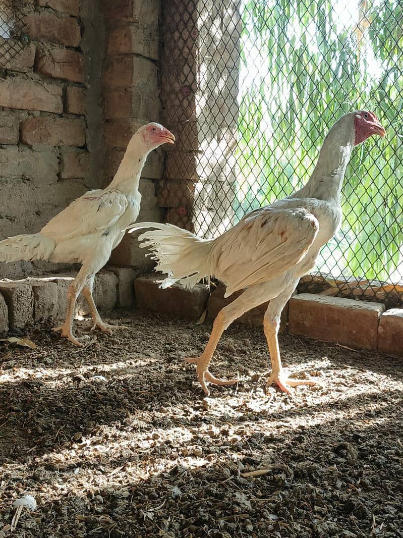 Aseel Pair 4