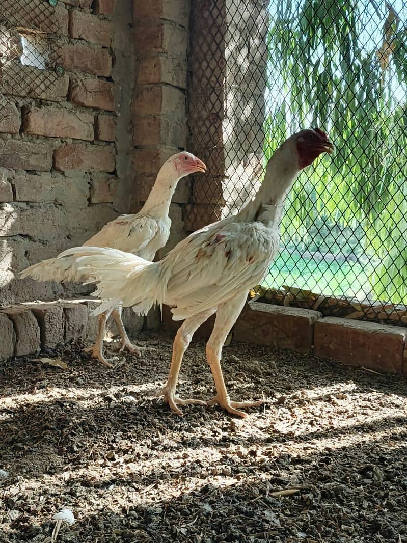 Aseel Pair 5