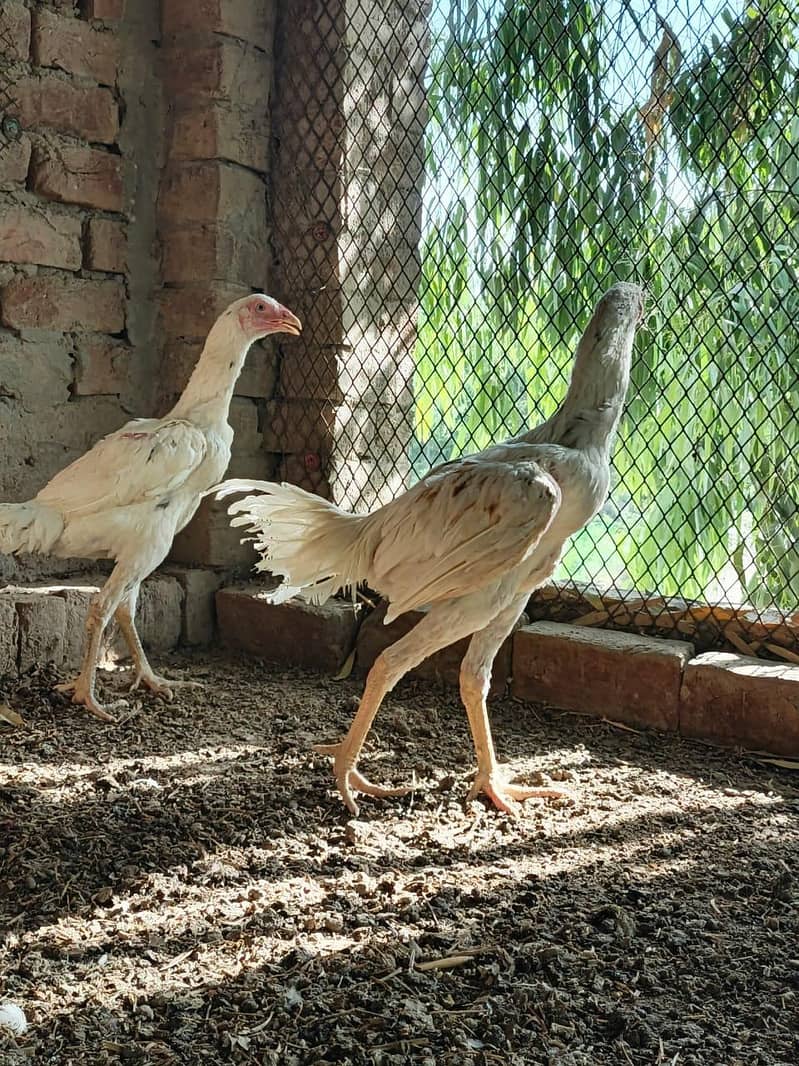 Aseel Pair 6