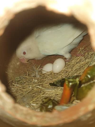 2 cage 2 Pair Albino Love birds 2 pair bajri