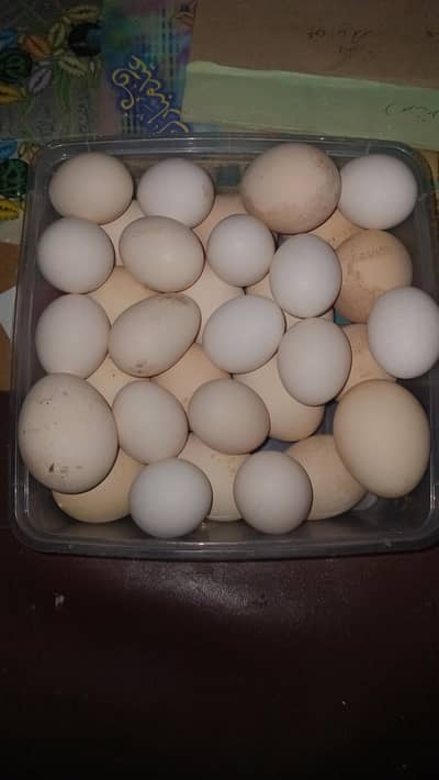 Fertile Eggs
