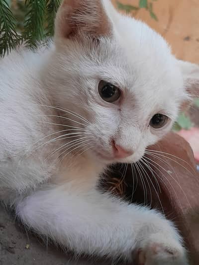 Cat baby for sell
