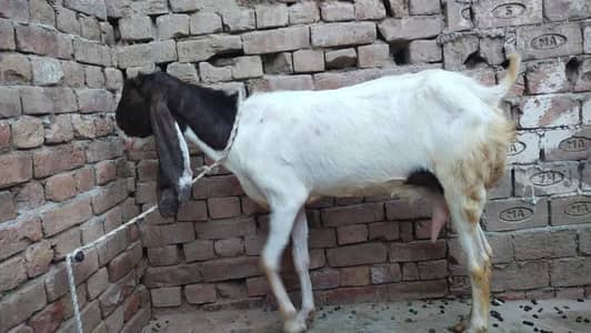 4 dant ha bakri pure kamori Sindhi breed