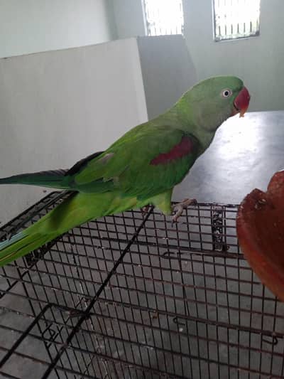 Hand tame talking parrot