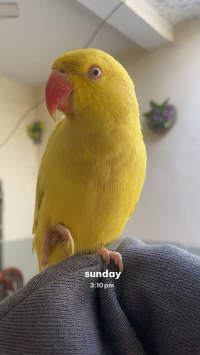 Yellow tamed