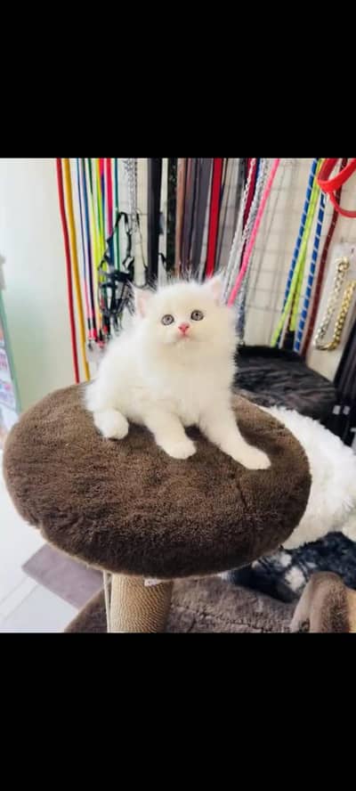 persian cat for sale MywatsapppNumber0348-55-58-176
