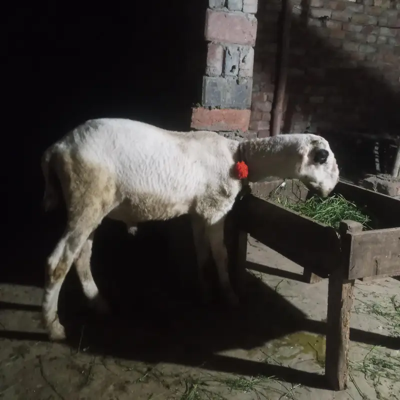 chatra 3 month for sale in Lahore